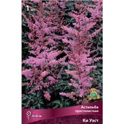 Астильба простолистная Ки Уэст (выс 30 см, темно-роз, листья красные) 1 шт Поиск